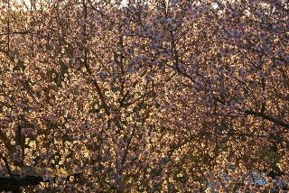 סטפני בביקור המנזרים